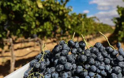 Grape Harvesting Festival in Ancient Vineyards