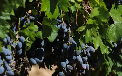 Harvesting of Okuzgozu and Bogazkere Has Started